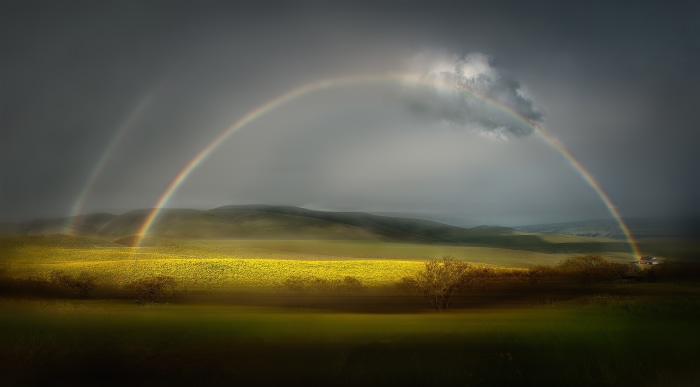 Double rainbow over a field of yellow flowers
