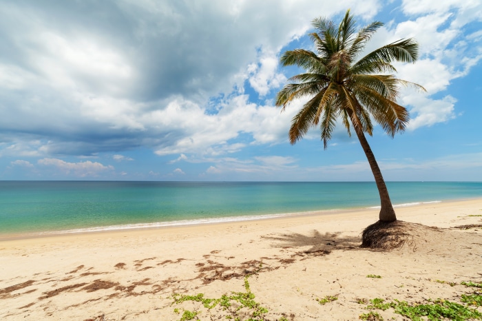 Palm tree on a sandy beach with ocean and clouds