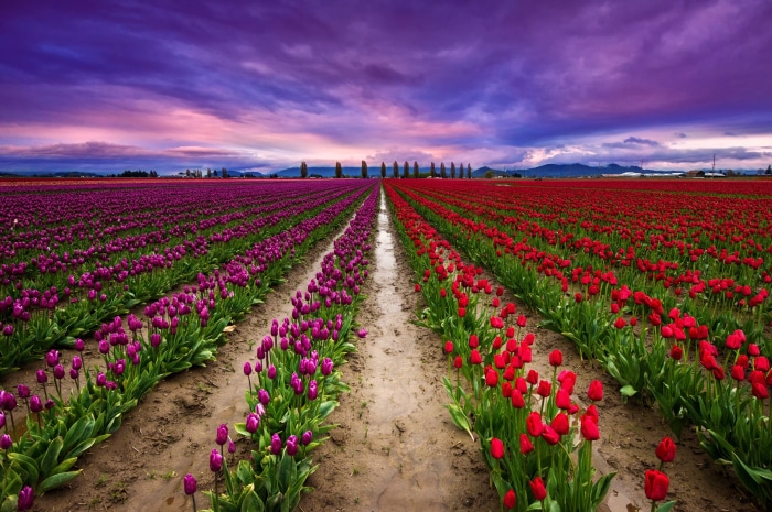 Field of Red and Purple Tulips at Sunset