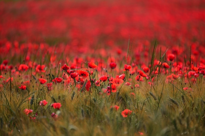 Field of Red Poppies