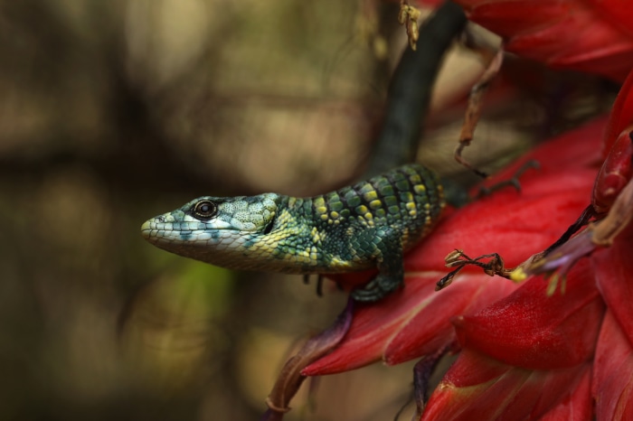 Lizard on a red flower 4K