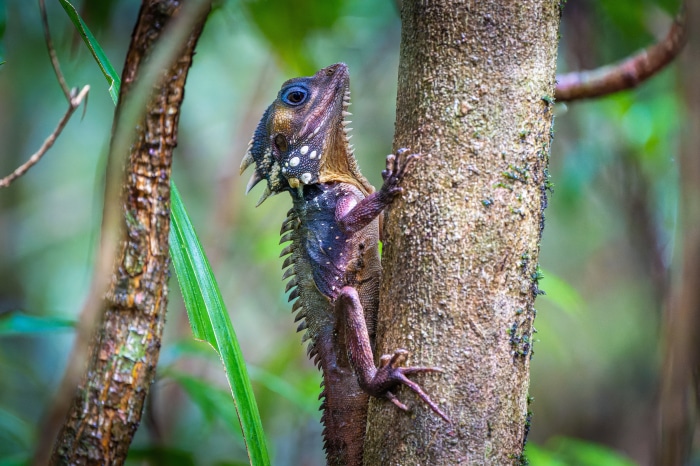 Spiny Lizard on Tree Trunk 4K