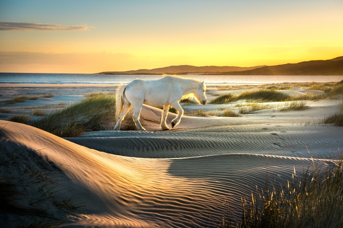 White Horse on a Beach at Sunset