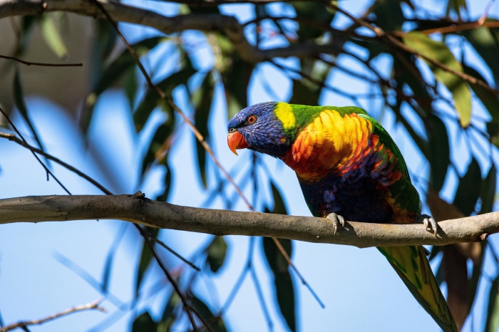 Rainbow Lorikeet on a branch