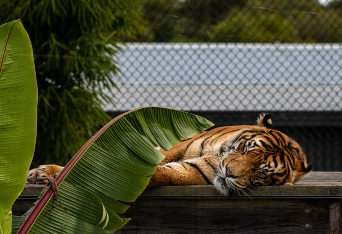 Tiger sleeping on wooden platform