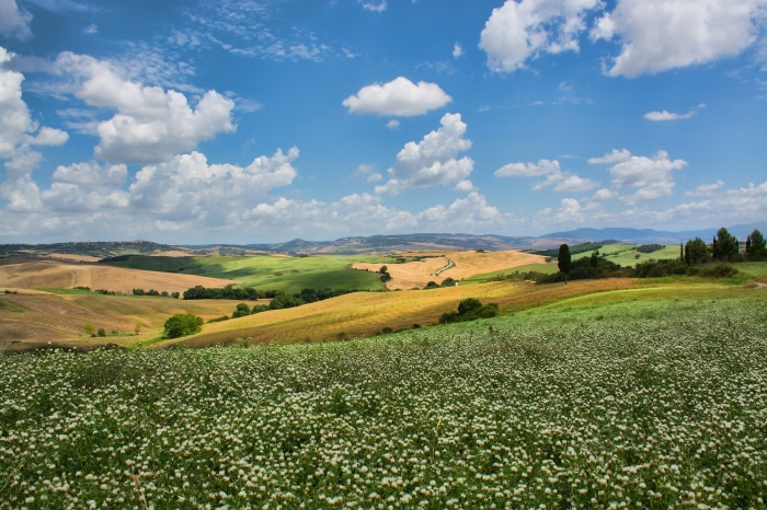 Tuscan Landscape with Rolling Hills and Wildflowers