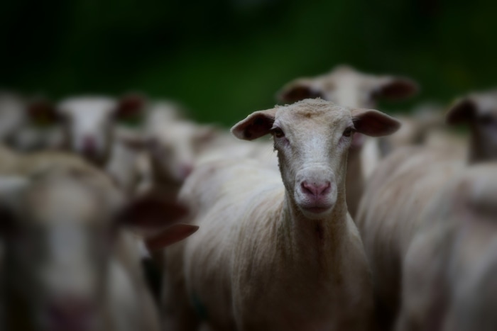 A flock of sheep in a field