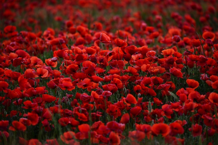 Field of red poppies