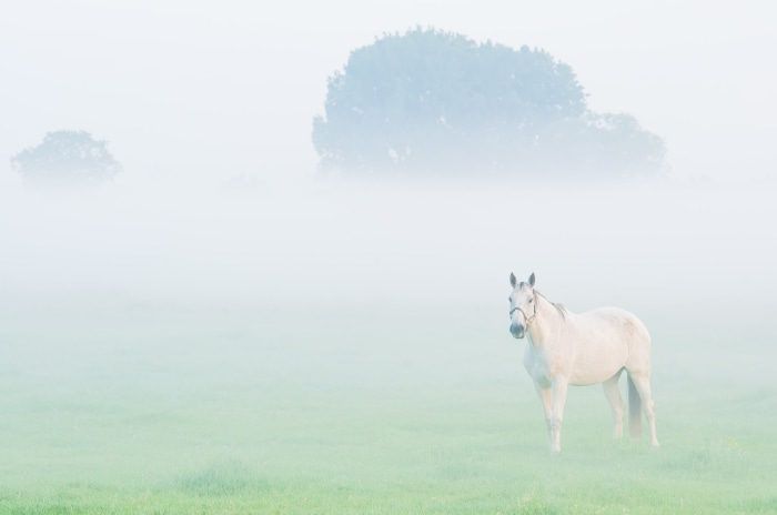 White horse in a foggy field