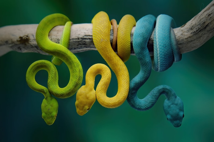 Green, yellow, and blue snakes coiled on a branch