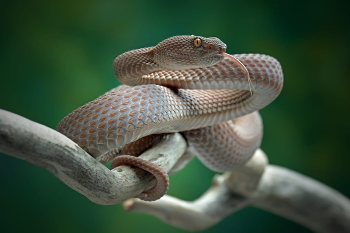 Snake on a branch