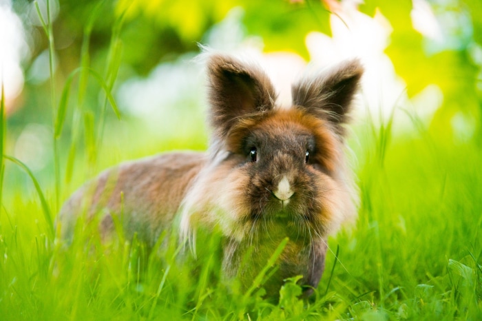 A fluffy brown rabbit sits in green grass