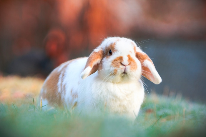 Orange and white lop-eared rabbit in grass