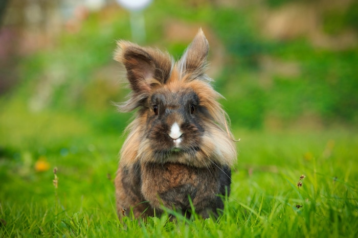 Fluffy brown rabbit in green grass