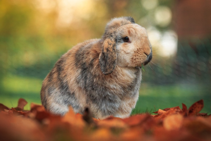 A lop-eared rabbit sits among autumn leaves