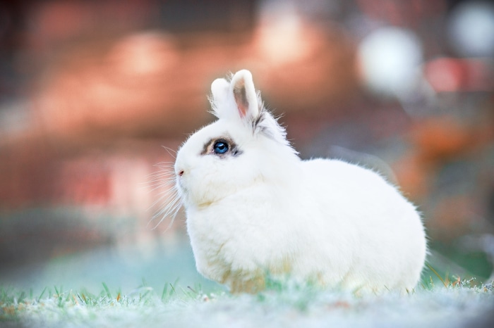 White rabbit with blue eyes in grass