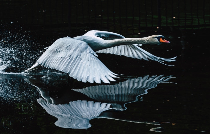 Swan taking flight from water with reflection