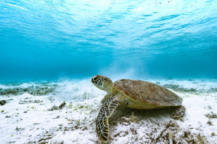 Sea Turtle Underwater