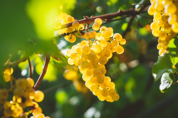 Yellow Grapes on Vine 4K