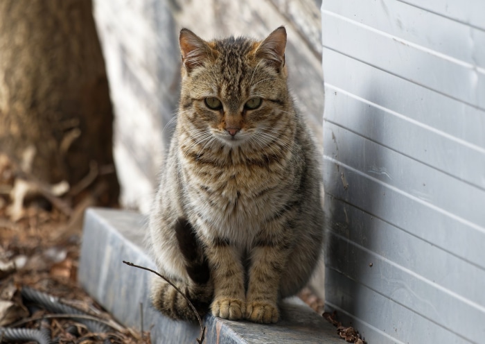 Tabby cat sitting on a ledge