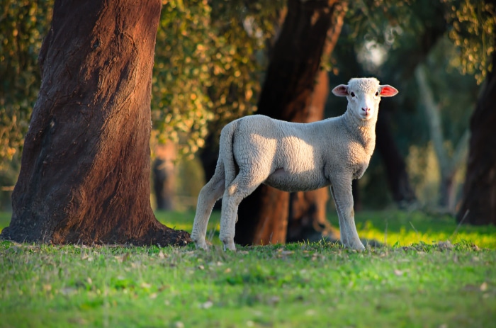 A lamb stands in a grassy field with trees