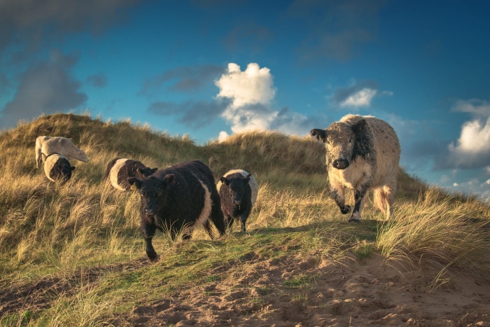 Cows on a grassy dune under a cloudy sky