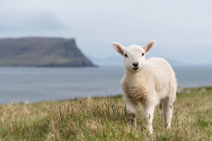 A lamb stands in a grassy field by the sea
