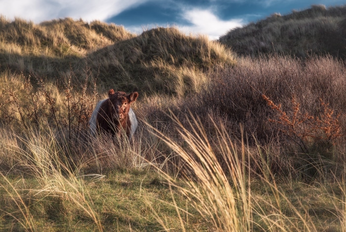 Brown and white calf in tall grass