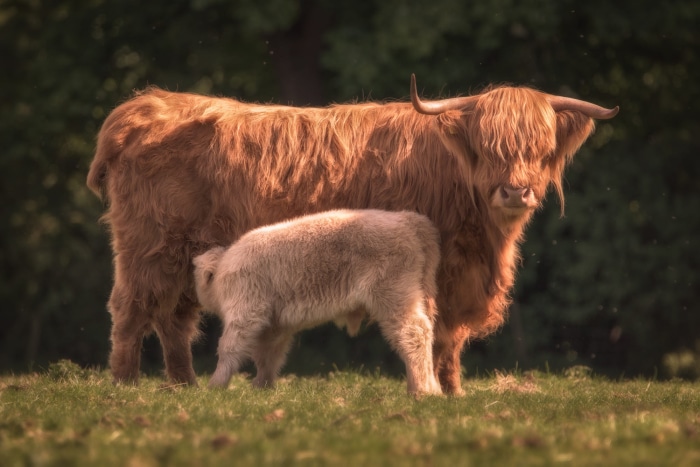 Highland Cattle Mother and Calf