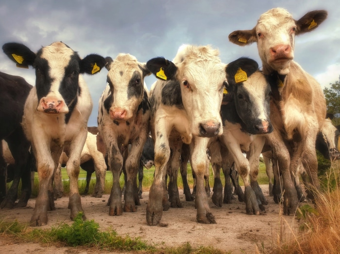 A group of young cows stand close together in a field