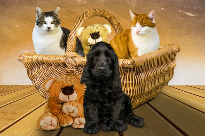 Cats, dog, and teddy bears in a basket