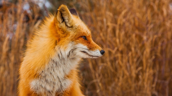 Red Fox in Tall Grass 4K