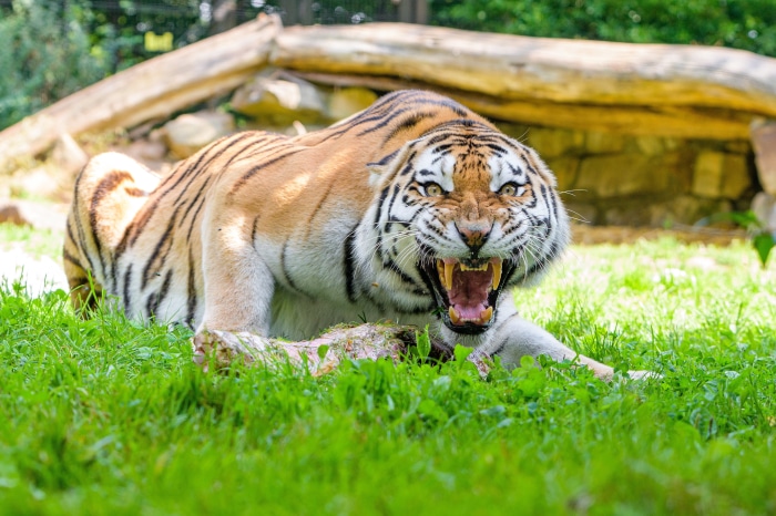 Tiger roaring in grass 4K
