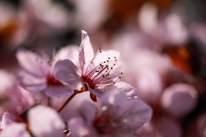 Spring Cherry Blossom Flowers