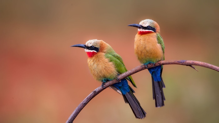 Two White-fronted Bee-eaters perched on a branch