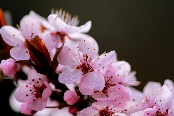 Pink cherry blossoms with water droplets