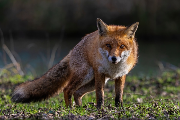 Red Fox in a Grassy Field