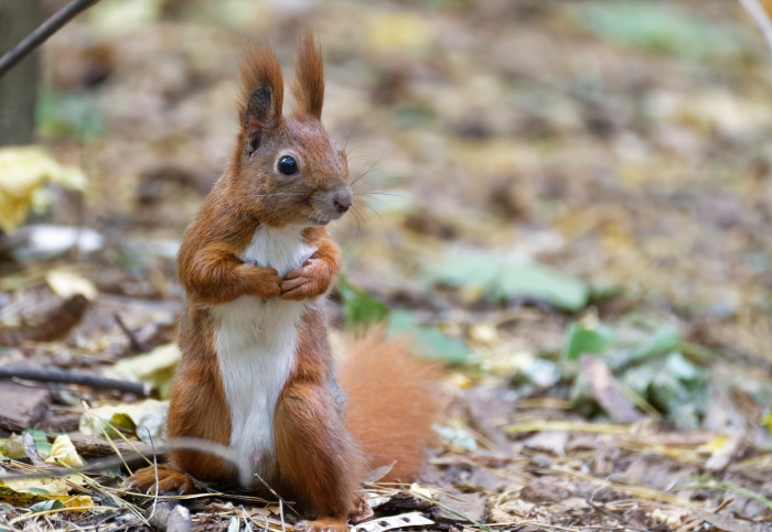Red squirrel sitting on the forest floor