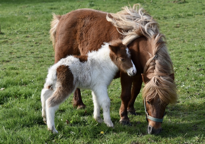 Mother and baby pony grazing in a field