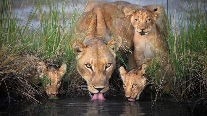 Lioness and cubs drinking water in tall grass
