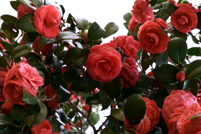 Camellia flowers in bloom 4K
