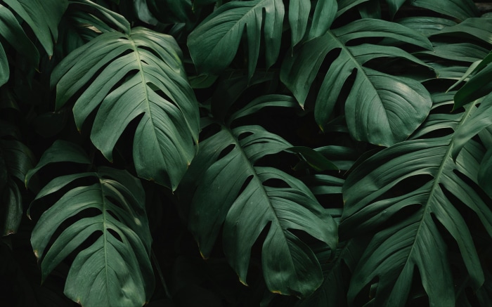 Monstera Leaves 4K