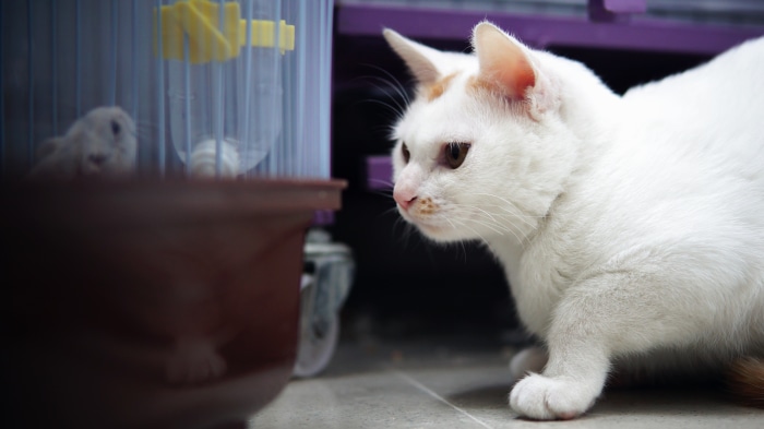 White cat looking at a rabbit in a cage