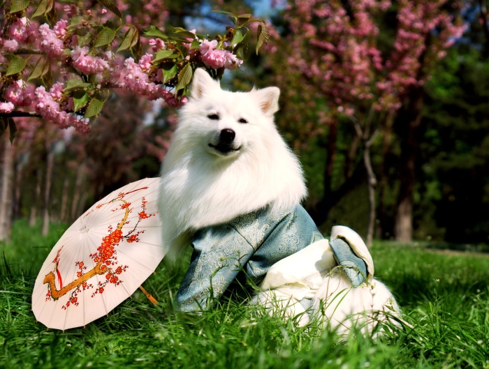 White dog in kimono with umbrella near cherry blossoms
