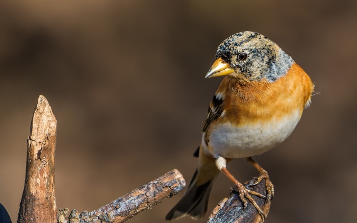 Brambling bird perched on a branch