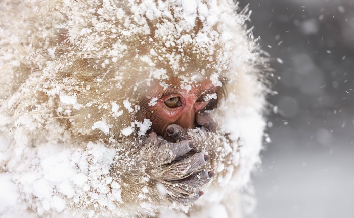 Japanese macaque covered in snow