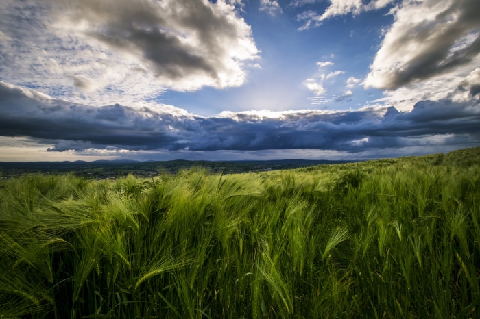 Field 4K, HD Wallpaper | Rare Gallery