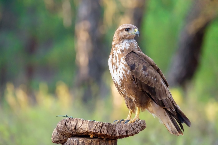 Common buzzard perched on a tree stump