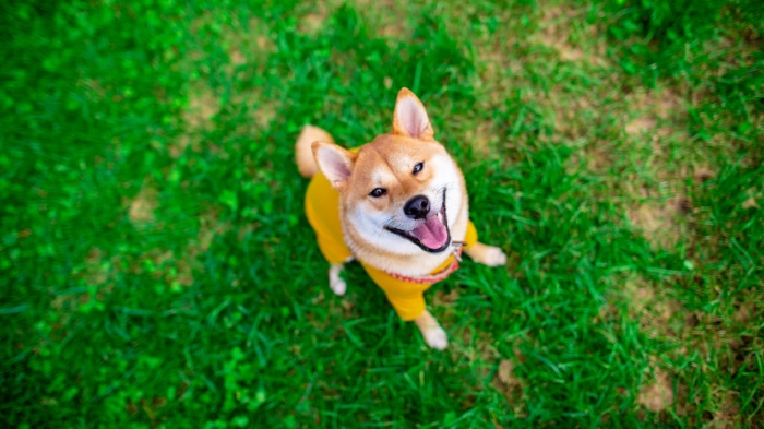 Shiba Inu Dog Wearing Yellow Shirt in Grass 4K