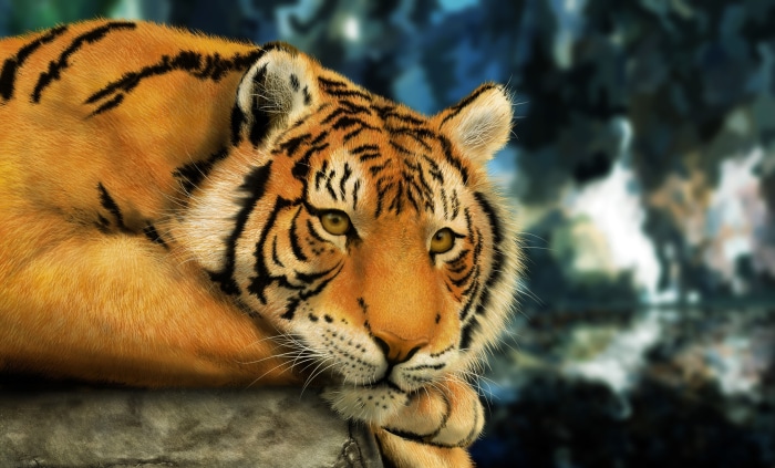Tiger resting on a rock